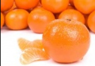 лучшие сорта абрикоса для беларуси