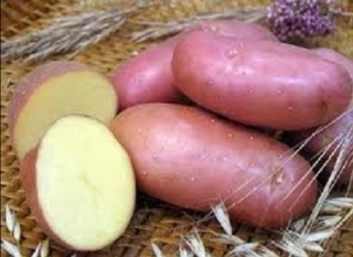 поздняя спелый картофель сорта
