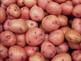 выращивание картофеля капельный полив
