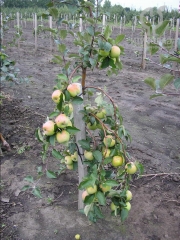 китайская технология выращивания помидор

