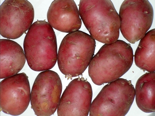 сорта картофеля для южного урала