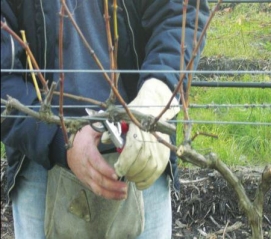выращивания огурцов в теплице