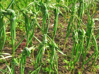 как хранить фасоль на семена