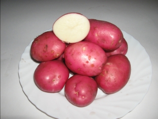 посадка семеного картофеля
