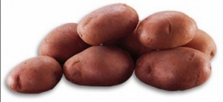 сорта картофеля для калужской области
