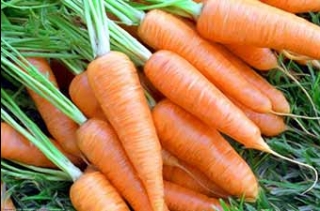 когда собирают морковку

