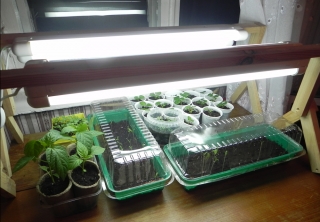 как посадить помидоры черри дома видео