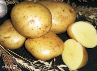 посадка картошки под солому видео
