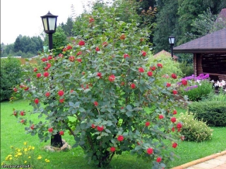 фото плодовых садов