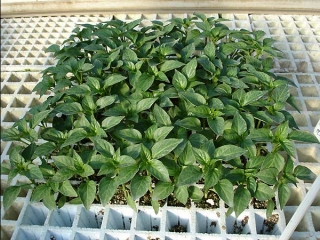 шпинат матадор выращивание в квартире
