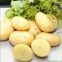 картофель ранний сорта для белгородской области
