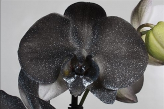 виды орхидей каттлея