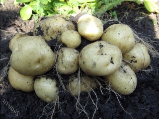 история картофеля в росии
