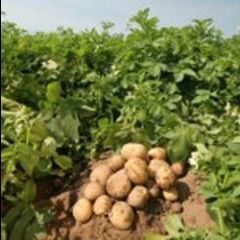 лучние сорта картофеля для выращивания в беларуси

