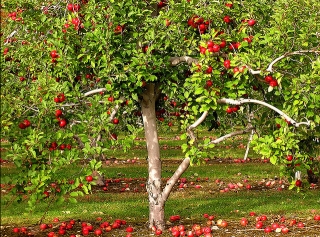 норма посадки яблонь
