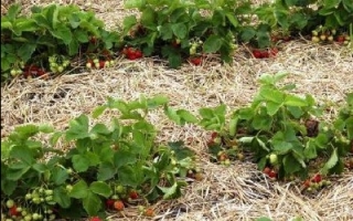 семена помидор устойчивые к засухе

