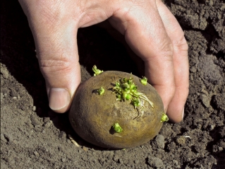 как выглядят семена картофеля
