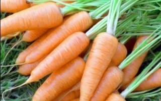 когда сеять морковь
