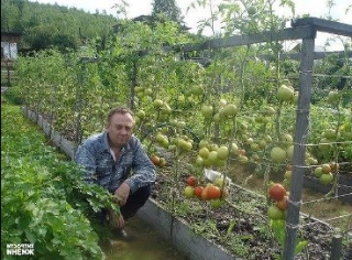 сорта картошки для волгоградской области
