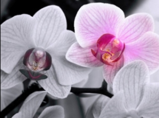 состав почвы для орхидеи