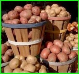 сорта картофеля кировская область

